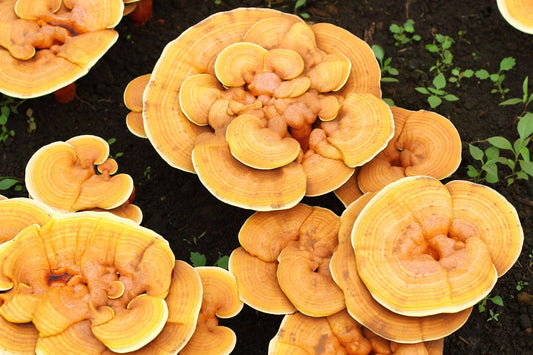 Le reishi affecte-t-il le foie ? - Purvival