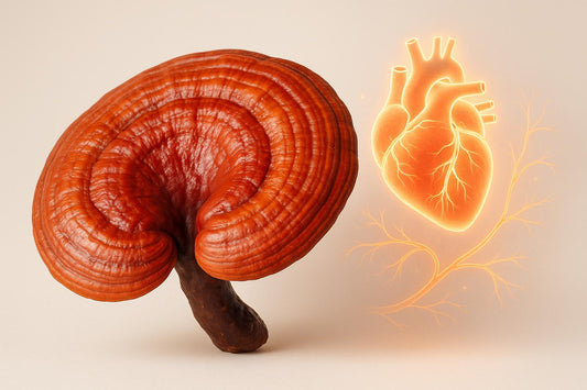 10 études sur le reishi et la santé cardiovasculaire - Purvival