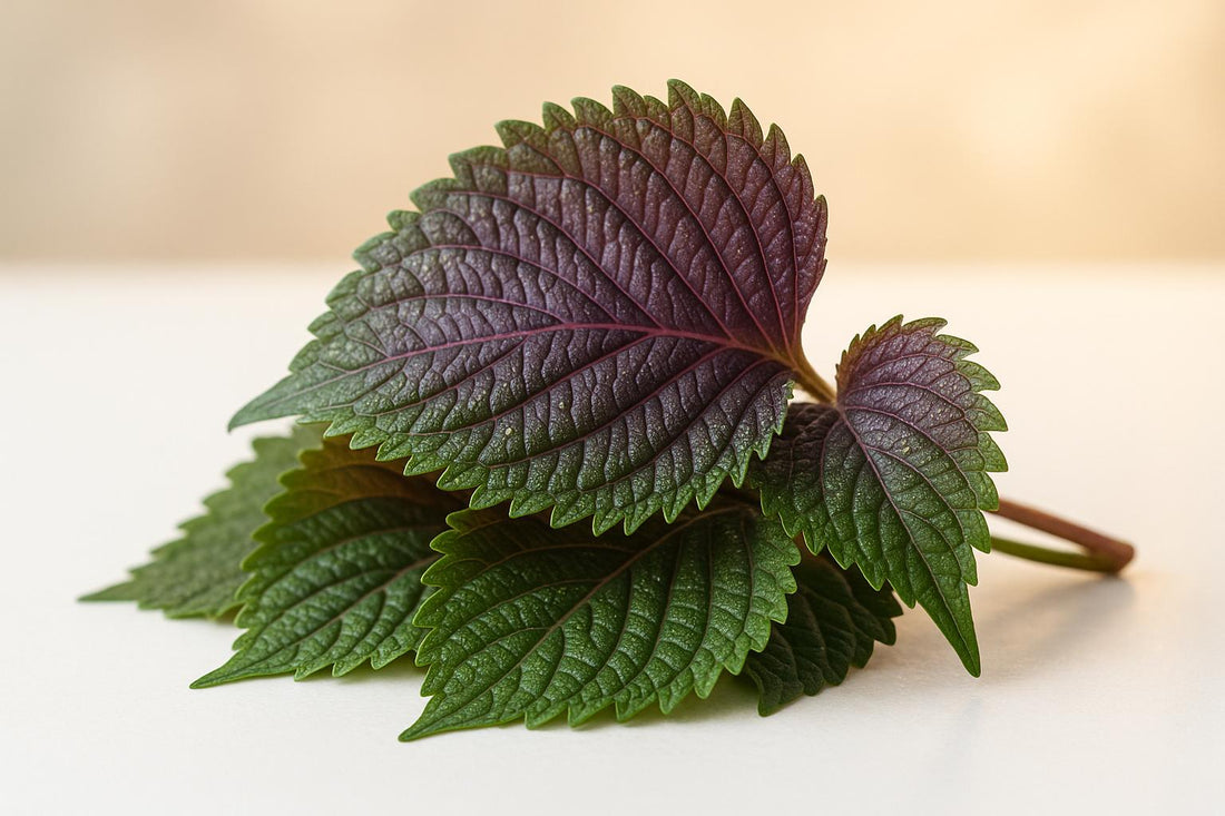 Comment la perilla réduit l'inflammation cérébrale