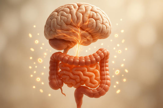 L'axe intestin-cerveau : Comment les probiotiques influencent votre humeur et votre stress