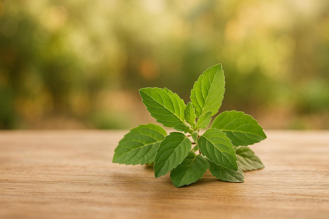 Tulsi et Longévité: Ce Que Dit la Science