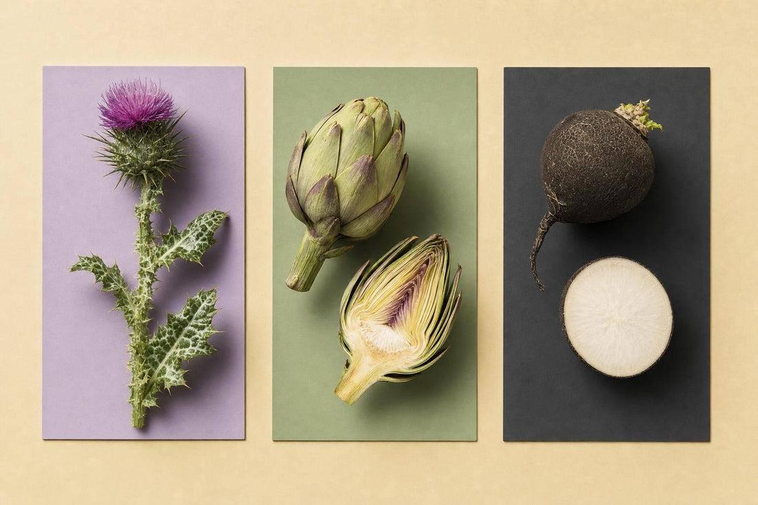 Chardon, artichaut, radis noir : comparaison - Purvival