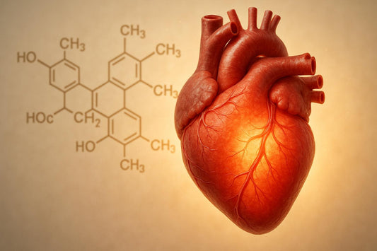 CoQ10 et énergie cardiaque : mécanismes clés - Purvival