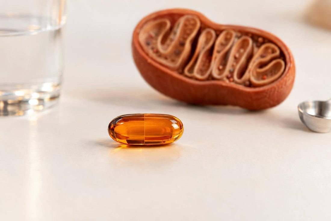 CoQ10 et mitochondries : lien avec longévité - Purvival