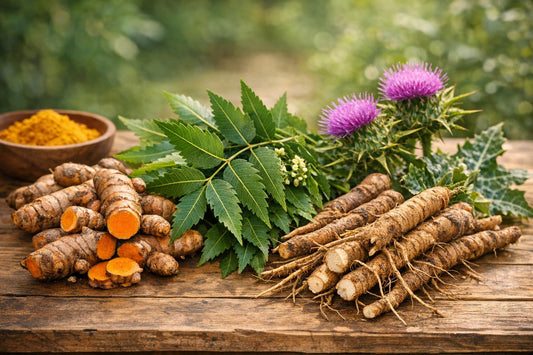 Guide complet des plantes Ayurvédiques pour le foie - Purvival