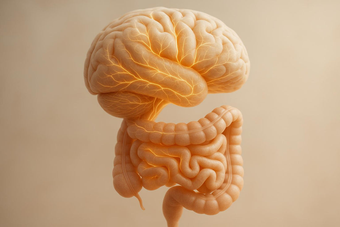 Impact des probiotiques sur la cognition - Purvival