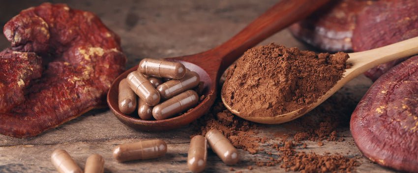 Reishi vs Médicaments: Interactions et Dangers - Purvival