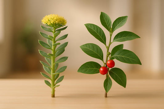 Rhodiola ou ashwagandha : trouvez votre adaptogène idéal - Purvival