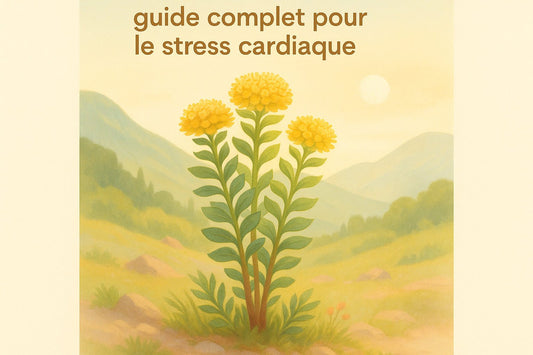 Rhodiola Rosea: guide complet pour le stress cardiaque - Purvival