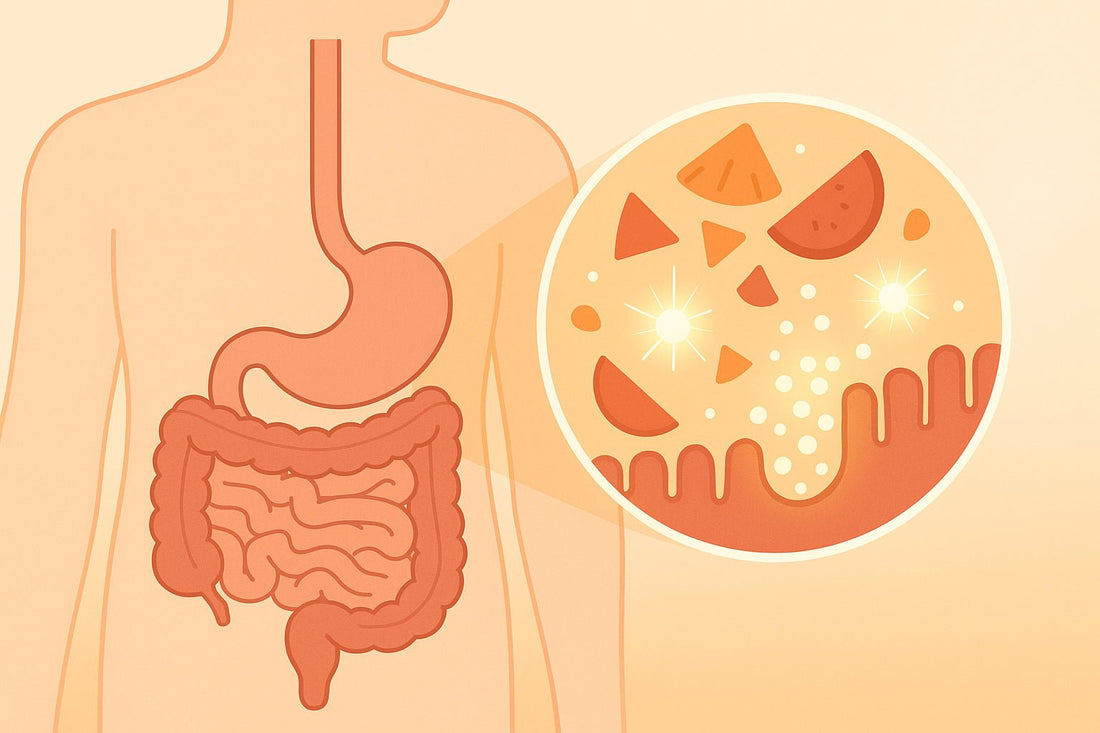 Rôle des enzymes dans l'absorption des micronutriments - Purvival