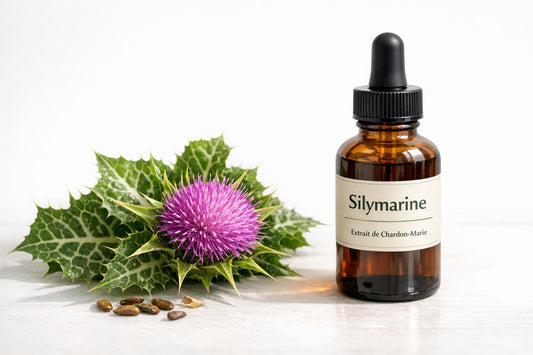 Silymarine et Détox Hépatique : Guide - Purvival