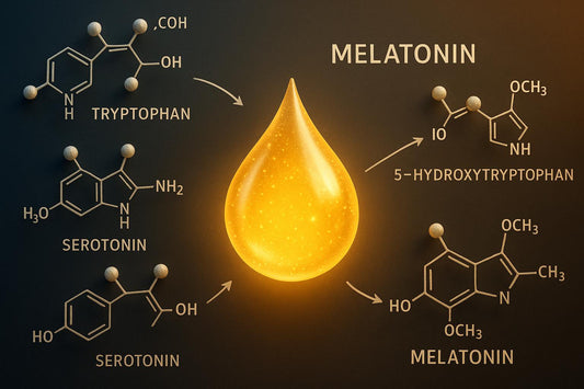 Synthèse de la mélatonine : étapes et interactions biochimiques - Purvival