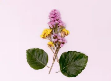 Desmodium