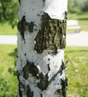 Sève de Bouleau