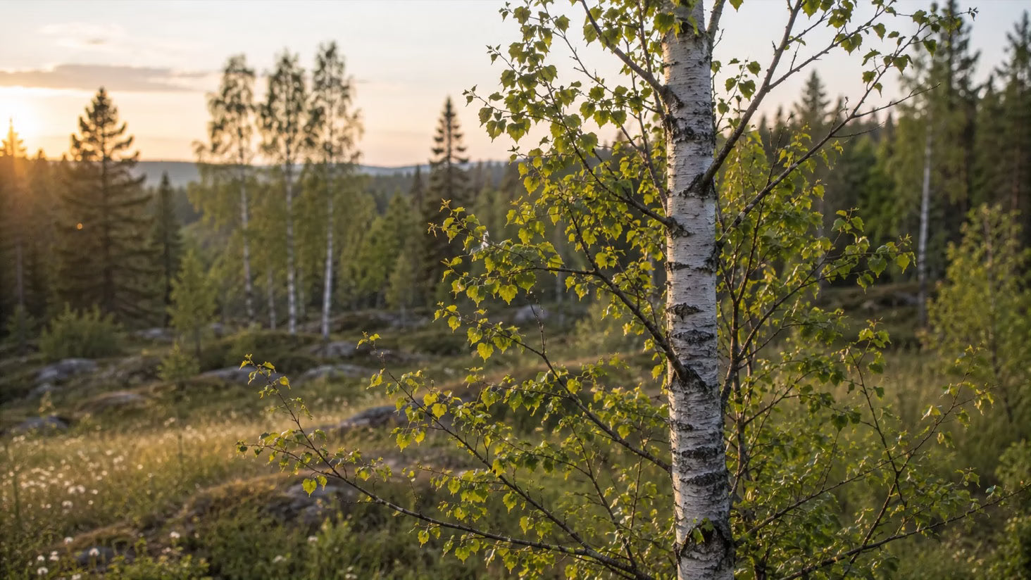 Bouleau dans une forêt du Nord au coucher du soleil