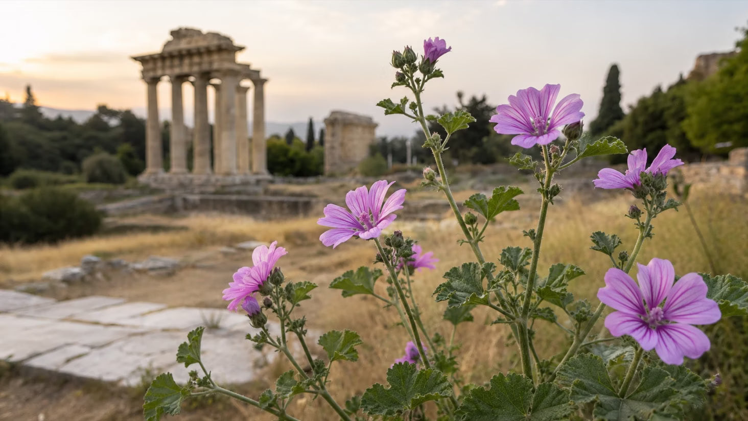 Fleurs de mauve devant des ruines antiques