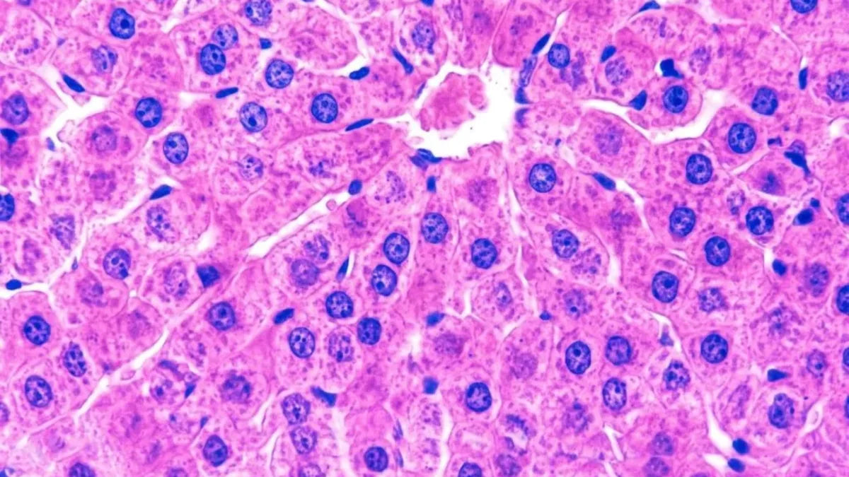 Hépuria — protection cellulaire