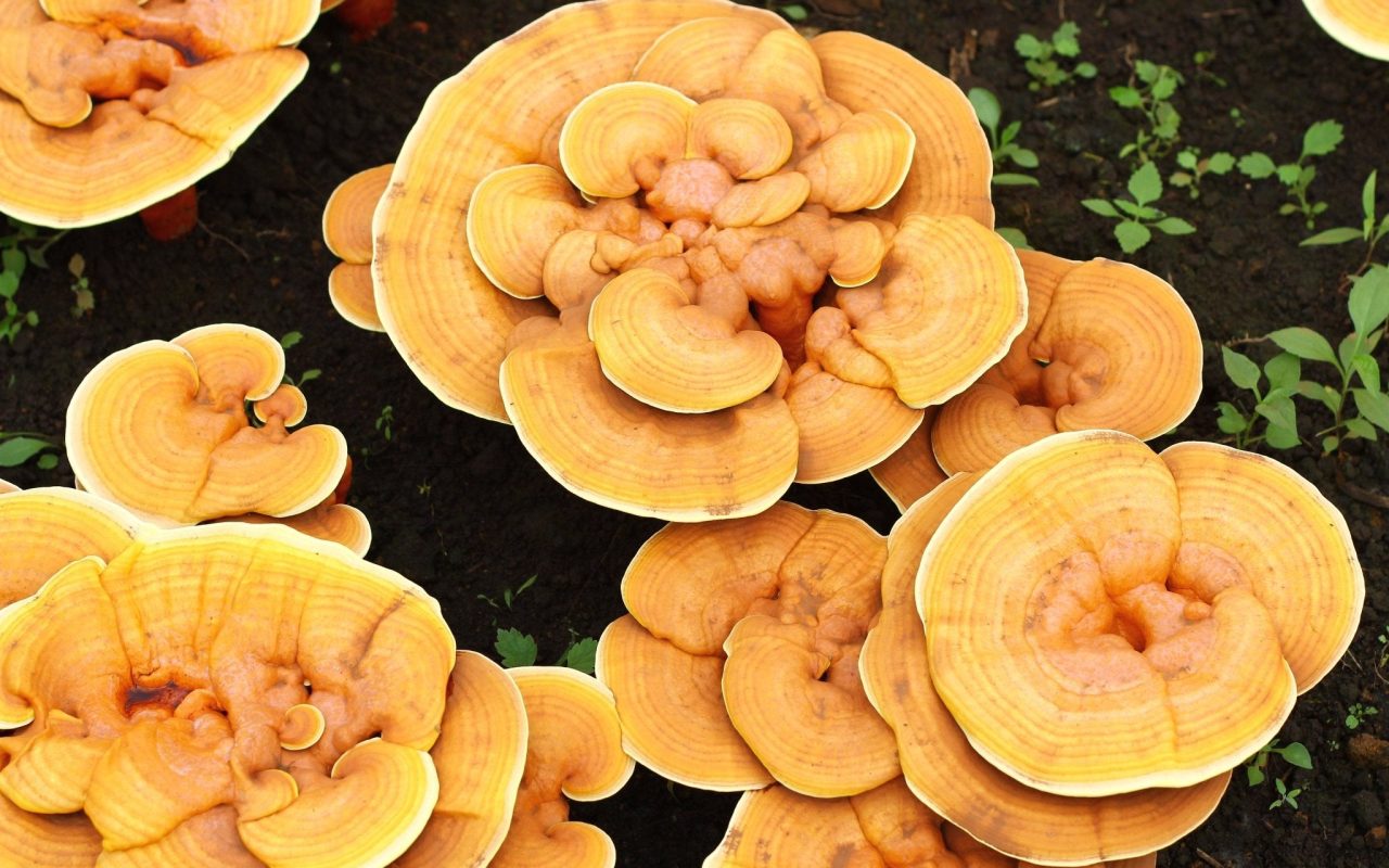 Le reishi affecte-t-il le foie ?